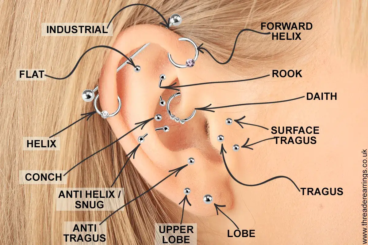 Ucho z licznymi kolczykami: industrial, forward helix, rook, daith, helix, flat, conch, anti helix, snug, anti tragus, tragus, surface tragus, lobe.